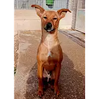Foto dell\'animale cane - Matr. 2022/1837 - Microchip 380260044914185