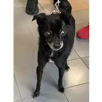 Foto dell\'animale cane - Matr. 2022/2307 - Microchip 953000005246037