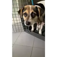 Foto dell\'animale cane - Matr. 2022/2308 - Microchip 380260044731876