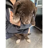 Foto dell\'animale cane - Matr. 2022/2297 - Microchip 380260044749986
