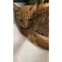gatto - Matr. 2022/2317 - Microchip 380260044731762