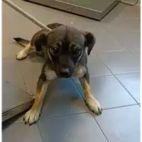 Foto dell\'animale cane - Matr. 2022/2319 - Microchip 380260044731402