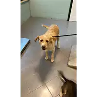 Foto dell\'animale cane - Matr. 2022/2320 - Microchip 380260044731421
