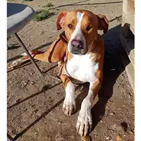 Foto dell\'animale cane - Matr. 2022/0974 - Microchip 380260044816328