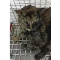 gatto - Matr. 2022/2322 - Microchip 380260044914311