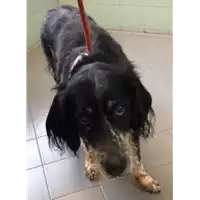 Foto dell\'animale cane - Matr. 2022/2363 - Microchip 380260000358112