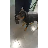 Foto dell\'animale cane - Matr. 2022/0817 - Microchip 380260044549950