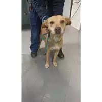Foto dell\'animale cane - Matr. 2022/0818 - Microchip 380260044552109