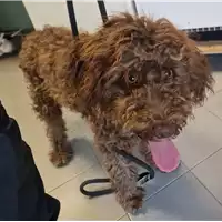 Foto dell\'animale cane - Matr. 2022/2365 - Microchip 380260044914034