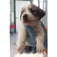 cane - Matr. 2017/1140 - Microchip 380260043269262