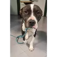 Foto dell\'animale cane - Matr. 2022/2366 - Microchip 380260044731706