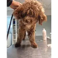 Foto dell\'animale cane - Matr. 2022/2368 - Microchip 380260044749345