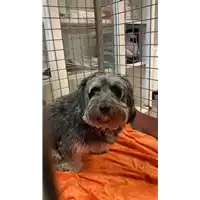 Foto dell\'animale cane - Matr. 2022/2369 - Microchip 380260101659686