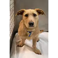 Foto dell\'animale cane - Matr. 2022/2370 - Microchip 380260044475015