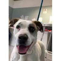 Foto dell\'animale cane - Matr. 2022/2371 - Microchip 380260044731289