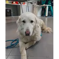 Foto dell\'animale cane - Matr. 2020/0480 - Microchip 380260043631543