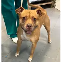 Foto dell\'animale cane - Matr. 2019/2668 - Microchip 380260043854367