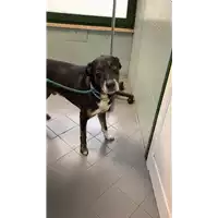 Foto dell\'animale cane - Matr. 2013/0624 - Microchip 380260000984180