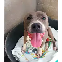 Foto dell\'animale cane - Matr. 2022/1226 - Microchip 380260080302370