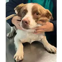 Foto dell\'animale cane - Matr. 2022/2395 - Microchip 380260044749491