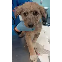 Foto dell\'animale cane - Matr. 2022/2397 - Microchip 380260044749716