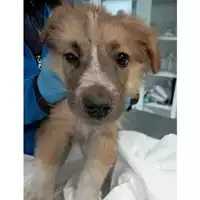 Foto dell\'animale cane - Matr. 2022/2398 - Microchip 380260044750042
