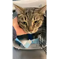 Foto dell\'animale gatto - Matr. 2022/2401 - Microchip 380260044749810