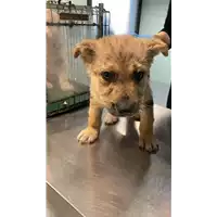 Foto dell\'animale cane - Matr. 2022/2403 - Microchip 380260044749987
