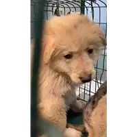Foto dell\'animale cane - Matr. 2022/2404 - Microchip 380260044749655