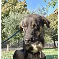 Foto dell\'animale cane - Matr. 2022/1978 - Microchip 380260044731809