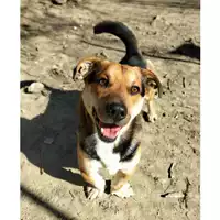 Foto dell\'animale cane - Matr. 2022/1638 - Microchip 380260044732513