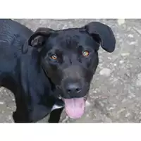 Foto dell\'animale cane - Matr. 2022/0966 - Microchip 380260044551811