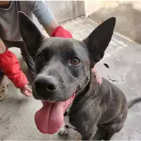 Foto dell\'animale cane - Matr. 2022/1347 - Microchip 380260044440221