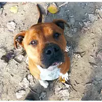 Foto dell\'animale cane - Matr. 2020/1138 - Microchip 380260080377398