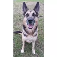 Foto dell\'animale cane - Matr. 2022/2207 - Microchip 380260044731584