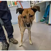 Foto dell\'animale cane - Matr. 2022/2208 - Microchip 380260044731216