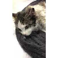 Foto dell\'animale gatto - Matr. 2022/2408 - Microchip 380260044440673
