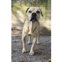 Foto dell\'animale cane - Matr. 2022/1737 - Microchip 380260044749793