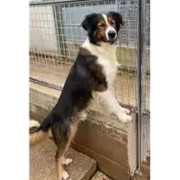 Foto dell\'animale cane - Matr. 2022/1595 - Microchip 380260044732255