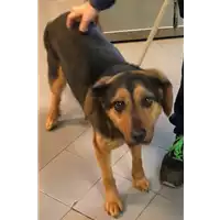 Foto dell\'animale cane - Matr. 2022/2407 - Microchip 380260044749289