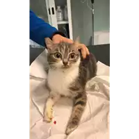 gatto - Matr. 2022/2409 - Microchip 380260044749577
