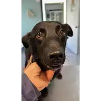 Foto dell\'animale cane - Matr. 2022/2419 - Microchip 380260044750116