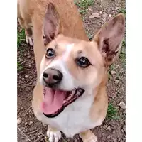 Foto dell\'animale cane - Matr. 2019/2669 - Microchip 380260004912926