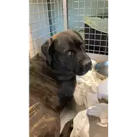 Foto dell\'animale cane - Matr. 2023/0001 - Microchip 380260002976666