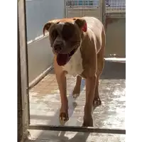Foto dell\'animale cane - Matr. 2023/0002 - Microchip 380260102116468