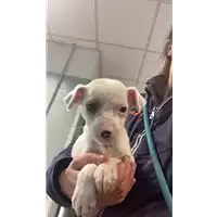 cane - Matr. 2023/0004 - Microchip 380260044731972