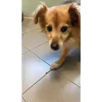 Foto dell\'animale cane - Matr. 2023/0006 - Microchip 380260044731844