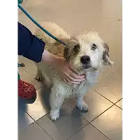 Foto dell\'animale cane - Matr. 2023/0007 - Microchip 380260044731816