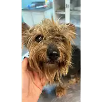 Foto dell\'animale cane - Matr. 2023/0011 - Microchip 380260044731481