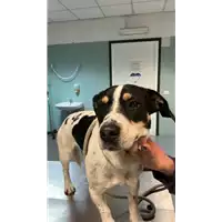 Foto dell\'animale cane - Matr. 2023/0012 - Microchip 380260044731944